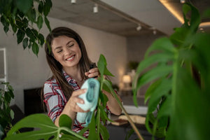 Houseplant Cleaning 101: Simple Tips for Healthier, Happier Greens