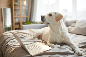 The Best Pet-Friendly Cleaners