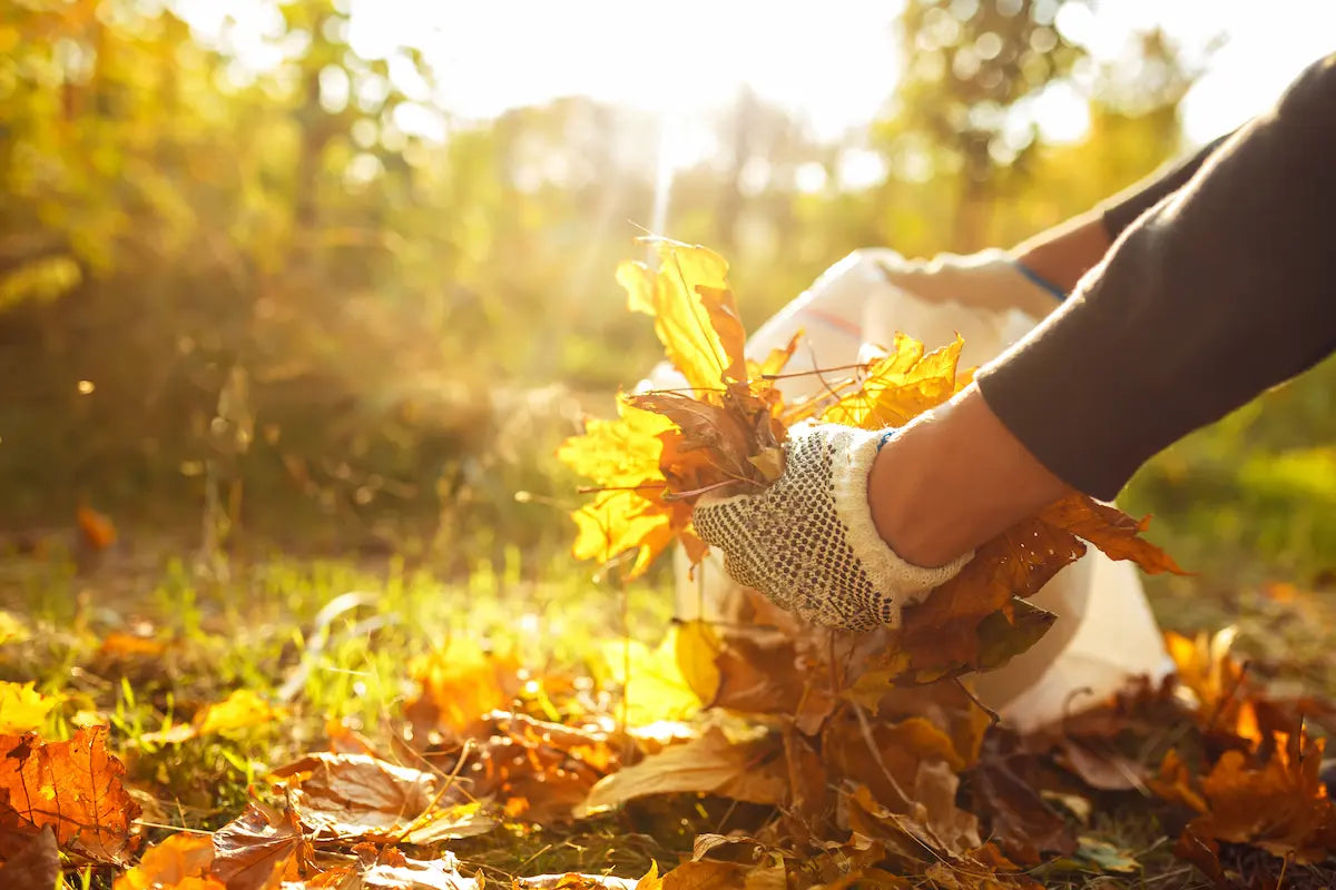 Essential Fall Clean Up Tips