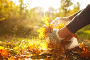 Essential Fall Clean Up Tips