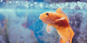 How to Clean a Fish Tank